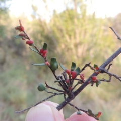 Eriophyes lambi (Muehlenbeckia gall mite) at Pine Island to Point Hut - 13 Mar 2016 by michaelb