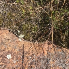 Calandrinia eremaea (Small Purslane) at Braidwood, NSW - 18 May 2017 by Floramaya