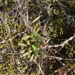 Calandrinia eremaea at Braidwood, NSW - 18 May 2017