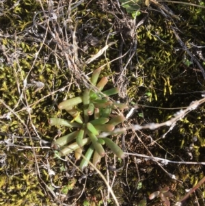 Calandrinia eremaea at Braidwood, NSW - 18 May 2017 11:09 AM