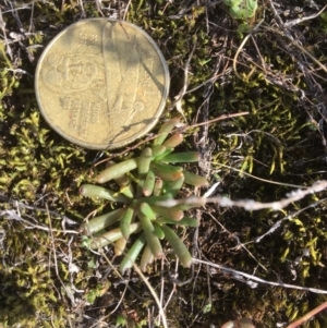 Calandrinia eremaea at Braidwood, NSW - 18 May 2017