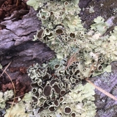 Parmeliaceae (family) at Farringdon, NSW - 19 May 2017 09:27 AM