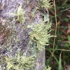 Usnea sp. (genus) (Bearded lichen) at Farringdon, NSW - 18 May 2017 by Floramaya