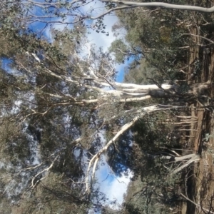 Eucalyptus melliodora at Mount Ainslie - 20 May 2017