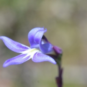 Lobelia dentata/gibbosa at Bolaro, NSW - 25 Jan 2014