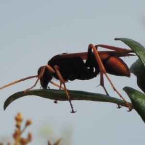 Cryptocheilus sp. (genus) at Kambah, ACT - 24 Jan 2017