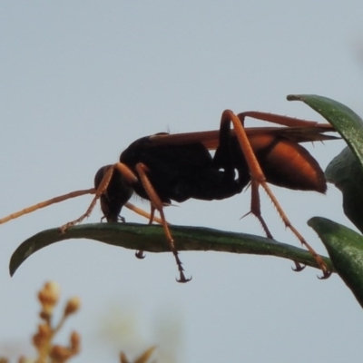 Cryptocheilus sp. (genus) (Spider wasp) at Kambah, ACT - 24 Jan 2017 by MichaelBedingfield