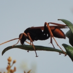 Cryptocheilus sp. (genus) (Spider wasp) at Kambah, ACT - 24 Jan 2017 by michaelb