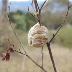 Mantidae - egg case (family) at Old Tuggeranong TSR - 31 Jan 2016 08:28 PM