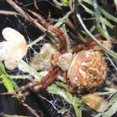 Hortophora transmarina (Garden Orb Weaver) at Melrose - 31 Jan 2016 by michaelb