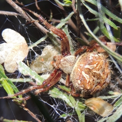 Hortophora transmarina (Garden Orb Weaver) at Chisholm, ACT - 31 Jan 2016 by michaelb