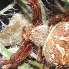 Hortophora transmarina at Old Tuggeranong TSR - 31 Jan 2016 08:33 PM