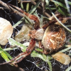 Hortophora transmarina at Old Tuggeranong TSR - 31 Jan 2016 08:33 PM