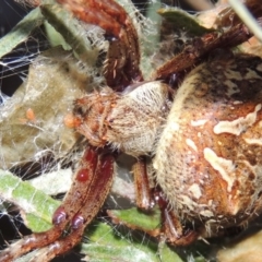 Hortophora transmarina at Old Tuggeranong TSR - 31 Jan 2016