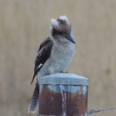 Dacelo novaeguineae (Laughing Kookaburra) at Urambi Hills - 6 Feb 2017 by MichaelBedingfield