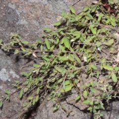 Einadia nutans (Climbing Saltbush) at Urambi Hills - 6 Feb 2017 by michaelb