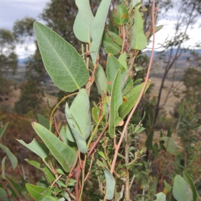 Hardenbergia violacea (False Sarsaparilla) at Urambi Hills - 6 Feb 2017 by MichaelBedingfield