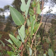 Hardenbergia violacea (False Sarsaparilla) at Urambi Hills - 6 Feb 2017 by michaelb
