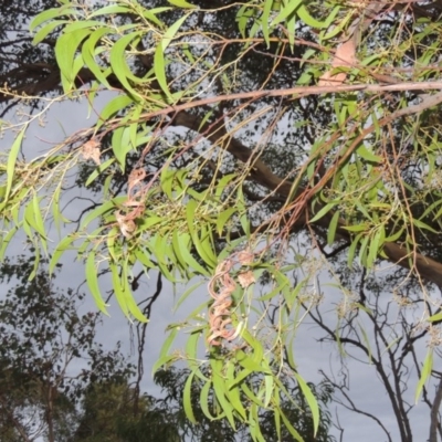 Acacia implexa (Hickory Wattle, Lightwood) at Urambi Hills - 6 Feb 2017 by michaelb