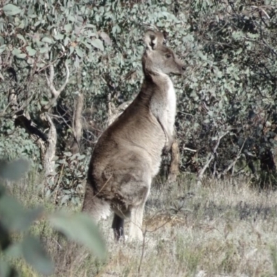 Macropus giganteus (Eastern Grey Kangaroo) at QPRC LGA - 21 May 2017 by yellowboxwoodland