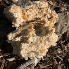 Laetiporus portentosus (White Punk) at Bungendore, NSW - 21 May 2017 by yellowboxwoodland