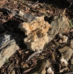 Laetiporus portentosus at Bungendore, NSW - 21 May 2017 10:44 AM