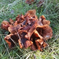 zz agaric (stem; gills not white/cream) at Mount Mugga Mugga - 21 May 2017 by Mike