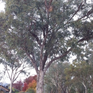 Eucalyptus bridgesiana at Hughes, ACT - 12 Apr 2017