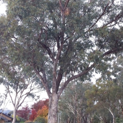 Eucalyptus bridgesiana (Apple Box) at Hughes Garran Woodland - 11 Apr 2017 by ruthkerruish