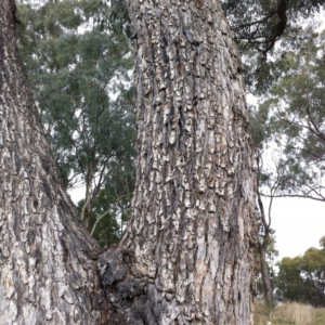 Eucalyptus bridgesiana at Hughes Garran Woodland - 12 Apr 2017