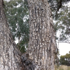 Eucalyptus bridgesiana at Hughes, ACT - 12 Apr 2017