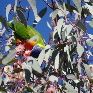 Trichoglossus moluccanus at Watson, ACT - 21 May 2017