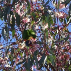 Trichoglossus moluccanus at Watson, ACT - 21 May 2017