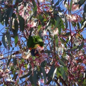 Trichoglossus moluccanus at Watson, ACT - 21 May 2017