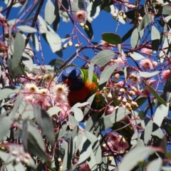 Trichoglossus moluccanus at Watson, ACT - 21 May 2017 01:40 PM