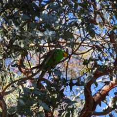 Polytelis swainsonii at Watson, ACT - suppressed