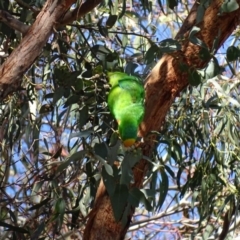 Polytelis swainsonii at Watson, ACT - suppressed