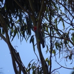 Callocephalon fimbriatum (Gang-gang Cockatoo) at Watson, ACT - 21 May 2017 by AaronClausen