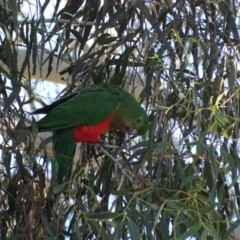 Alisterus scapularis (Australian King-Parrot) at Watson, ACT - 21 May 2017 by AaronClausen