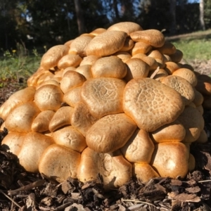 Gymnopilus junonius at Hackett, ACT - 21 May 2016