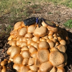 Gymnopilus junonius at Hackett, ACT - 21 May 2016 12:51 PM