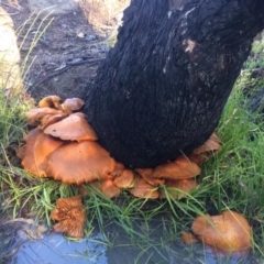 Gymnopilus junonius (Spectacular Rustgill) at Kambah, ACT - 21 May 2017 by George
