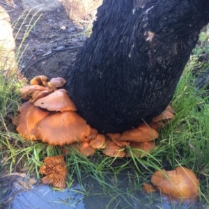 Gymnopilus junonius at Kambah, ACT - 21 May 2017