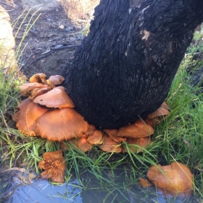 Gymnopilus junonius (Spectacular Rustgill) at Kambah, ACT - 20 May 2017 by George