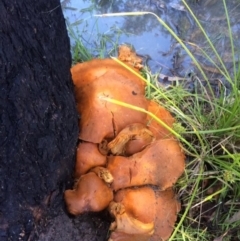 Gymnopilus junonius at Kambah, ACT - 21 May 2017