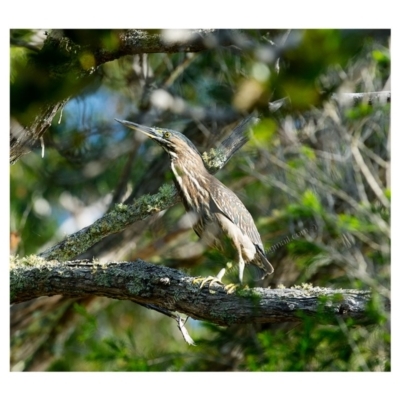 Butorides striata (Striated Heron) at Millingandi, NSW - 21 May 2017 by JulesPhotographer