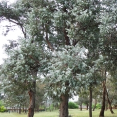 Eucalyptus cinerea (Argyle Apple) at Hughes Garran Woodland - 20 May 2017 by ruthkerruish