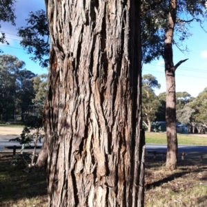 Eucalyptus cinerea at Red Hill to Yarralumla Creek - 20 May 2017