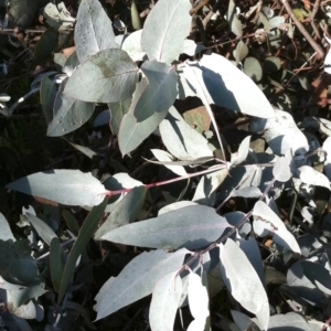 Eucalyptus cinerea at Hughes, ACT - 20 May 2017