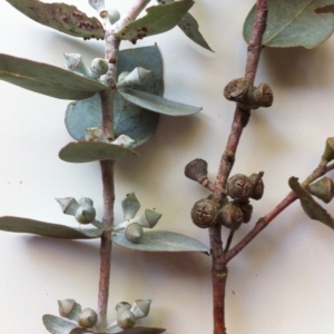 Eucalyptus cinerea at Red Hill to Yarralumla Creek - 20 May 2017